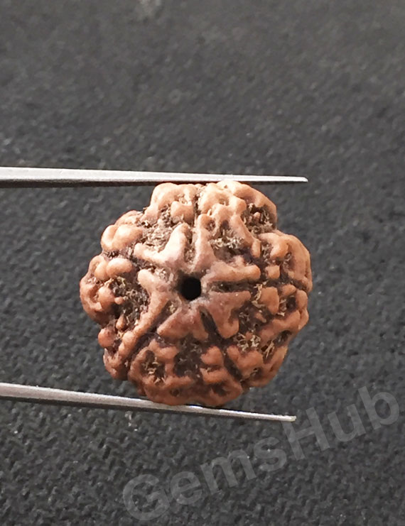 5 Mukhi Certified Nepali Rudraksha